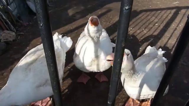 Гуси, гуси, га-га-га! смотреть онлайн