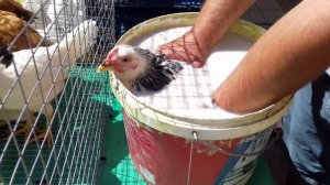 Креолин для курей от заболеваний, комаров и мошек