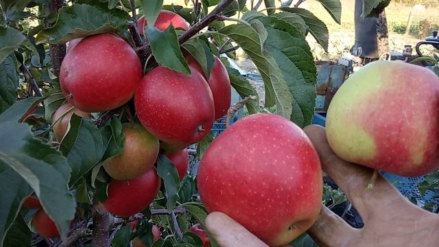 Яблоня Пинова и Эвелина. смотреть онлайн