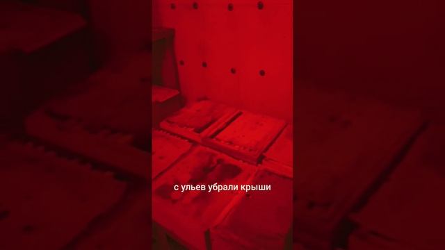 Как зимуют пчёлы. Зима 2023 смотреть онлайн