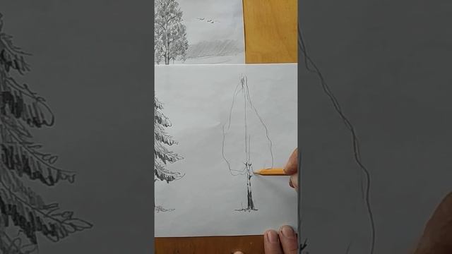 Рисунок деревьев различных пород смотреть онлайн