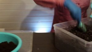 Марина РЫКАЛИНА делится советами, а мы делимся ими с вами - готовим почву для рассады