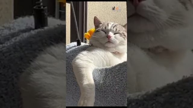 ПУЛКОВСКИЕ КОШКИ