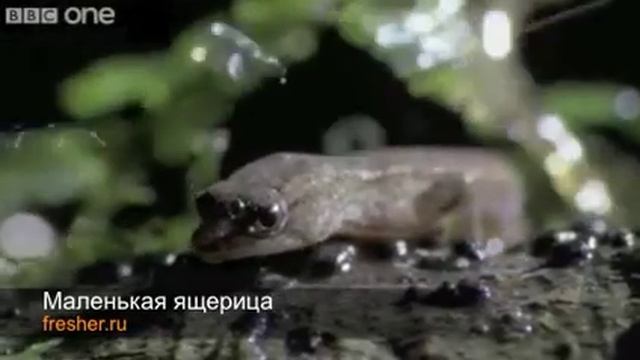 Маленькая ящерица смотреть онлайн