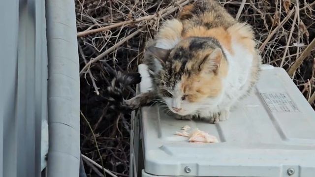 아픈 보름이에게 가루약을 닭가슴살에 묻혀서 먹입니다 смотреть онлайн