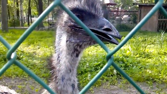 Страус смотреть онлайн