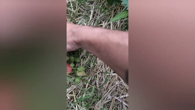 Робота в Польщі 2020 Збирання клубніки трускавки смотреть онлайн