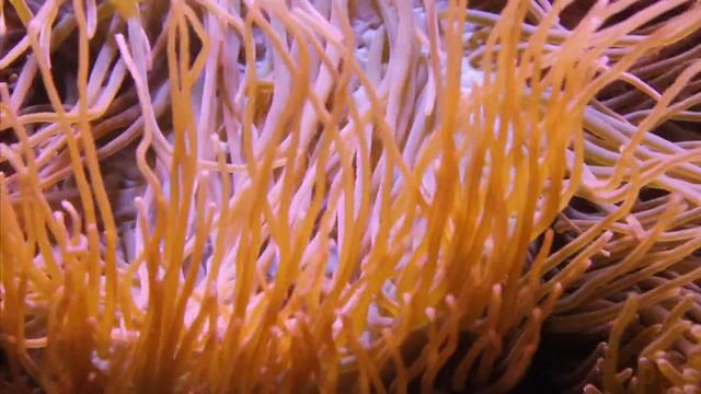 Copycat Club - Closing Time (filmed at the Aquarium Berlin) смотреть онлайн