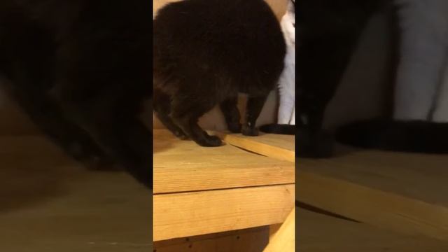 Элис.Чёрная с белой грудкой смотреть онлайн