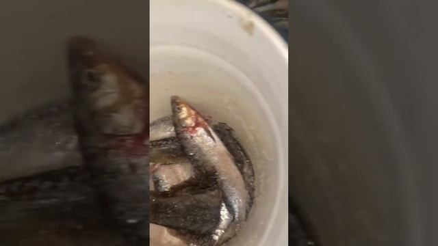 Чукотка.Дары природы Чукотки(Зубатка,корюшка,сиг,палтус белокорый) смотреть онлайн