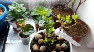 ЧЕРЕНКУЮ/ ГОРТЕНЗИЯ ИЗ СВЕТОФОРА ПОСЛЕ ПОСАДКИ