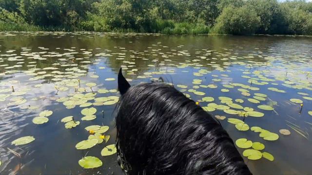 Игрушка для быка.Пепел принимает ванну. Нам не сложно любить их. смотреть онлайн