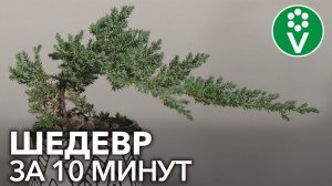 Вам непременно захочется повторить! БОНСАЙ ИЗ МОЖЖЕВЕЛЬНИКА своими руками