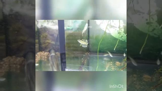 Псевдомугил Гертруды, Pseudomugil gertrudae смотреть онлайн