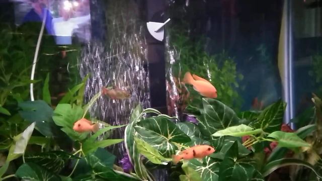 My Sichlids and Tetris Fish Tank Fun and Adventure time. Ep. 104 смотреть онлайн