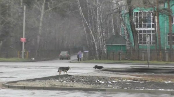 Кто же ломает клетки для отлова собак?