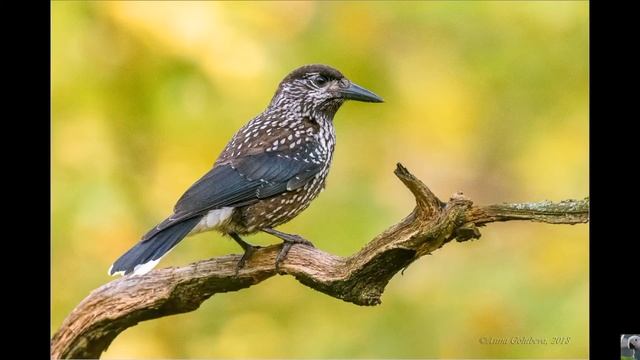 Кедровка, или ореховка (англ. Nutcracker) смотреть онлайн