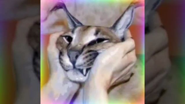 Крутые фотографии кота Шлёпы смотреть онлайн