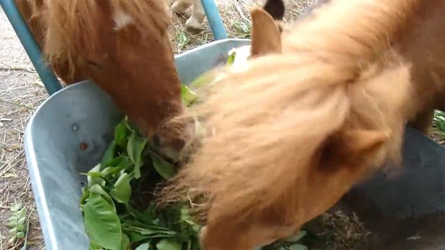 Мини хорса смотреть онлайн