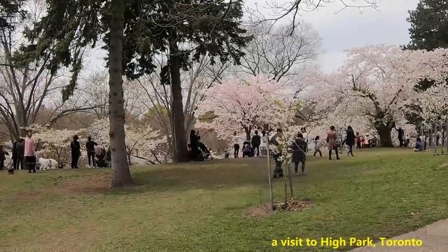 Visit to High Park, toronto смотреть онлайн