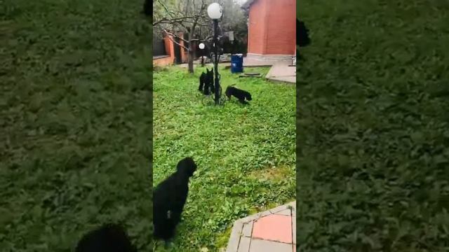 ризеншнауцер 1