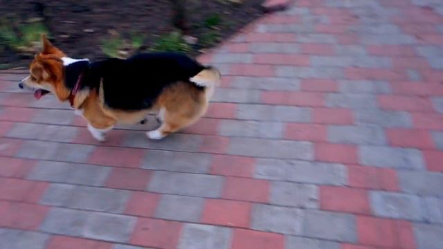 Быстрые ножки Вельш корги пемброк. Fast legs Welsh corgi pembroke.