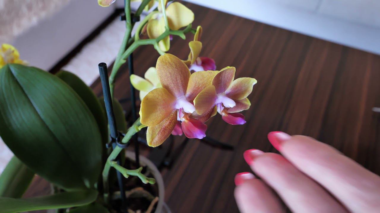 БЫВШАЯ уценка из ГАДКОГО УТЁНКА... и БЫВШИЕ Синголо, но КАКИЕ./ Удивило КАЧЕСТВО коры. смотреть онлайн