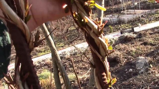 ЖИМОЛОСТЬ КАПРИФОЛЬ ВЕСЕННЯЯ ОБРЕЗКА И ФОРМИРОВАНИЕ КУСТА смотреть онлайн