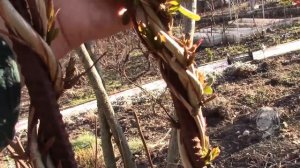 ЖИМОЛОСТЬ КАПРИФОЛЬ  ВЕСЕННЯЯ ОБРЕЗКА И ФОРМИРОВАНИЕ КУСТА