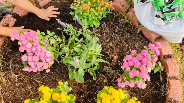 How To Grow Garden Mum/Chrysanthemum Morifolium /DIY Fall Flower Garden Bed Fall Plants Decor DIY