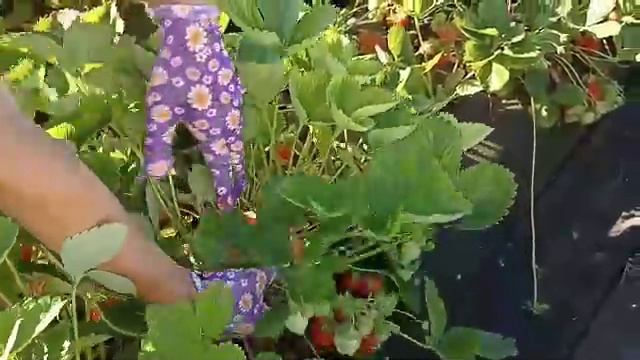 19.06.mp4 смотреть онлайн