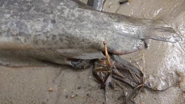 Top 10 Amazing Video Fishing River. Catch Big Fish With Manual Skill, Catch Big Python