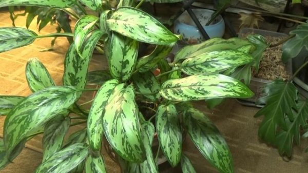 Aglaonema Cutlass  My Care