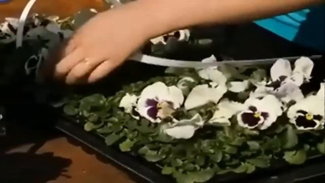 Московские цветы - стихи М.Палта исполн. А.Галаганова смотреть онлайн