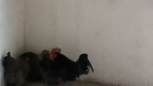 Декоративные карликовые курочки  Оказалось выгодно содержать .