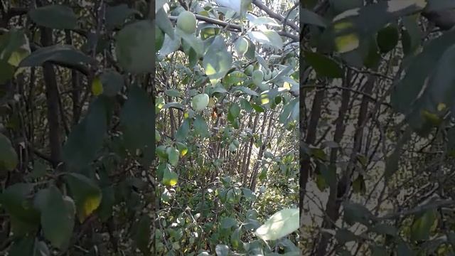 30 июня 2023 г.Обрабатываем сливу от вредителей. смотреть онлайн