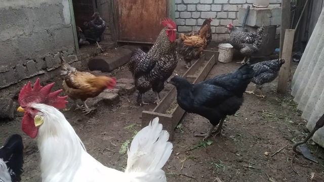 ЕСЛИ КУРЫ НЕ НЕСУТСЯ. ЯИЦ БУДЕТ ВАЛОМ ЕСЛИ СДЕЛАТЬ ТАК!! УВЕЛИЧЕНИЕ ЯЙЦЕНОСКОСТИ У КУР 13/10/20 смотреть онлайн