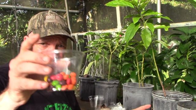 Why a Hass Avocado Seed Does Not Give Us a Hass Avocado Tree смотреть онлайн