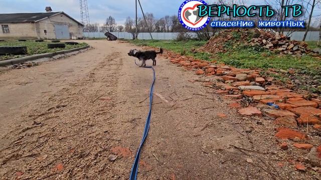 Феникс ПЕРЕЖИЛ ПРЕДАТЕЛЬСТВО, чтобы стать СЧАСТЛИВЫМ! Малыш в поиске хозяина. смотреть онлайн