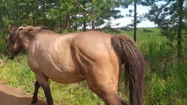 Вятские лошади#horse #лошади #жеребёнок #лето #красиво #baby #babyhorses #beautifully смотреть онлайн