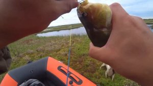 РЫБАЛКА и отзыв ЛОДКА MISHIMO Lite315