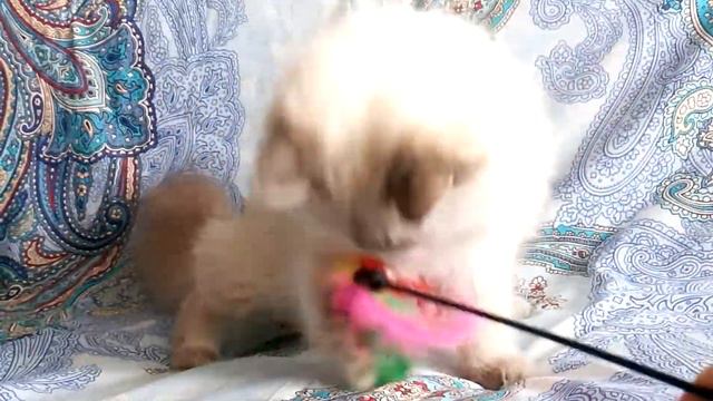 Olimpia. 6 monts , siberian (neva masquerade) kitten female смотреть онлайн