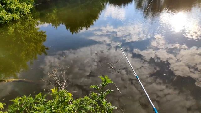 ЛОВЛЯ ОКУНЯ НА ПОПЛАВОК НА СТАВКЕ С ЗАТОПЛЕННЫМИ ДЕРЕВЬЯМИ | КАК ЛОВИТЬ ОКУНЯ НА ЧЕРВЯ И УДОЧКУ? смотреть онлайн