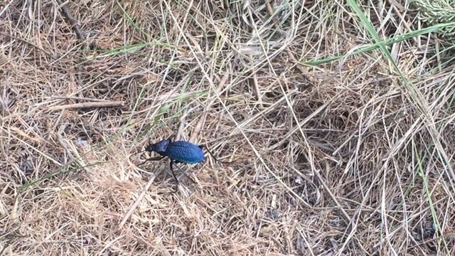 Жужелица кавказская. смотреть онлайн