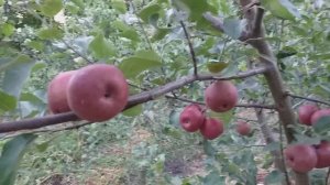 Яблоня красномясая сорт летний Тринити (apple Trinity). Яблоки с ягодным вкусом.