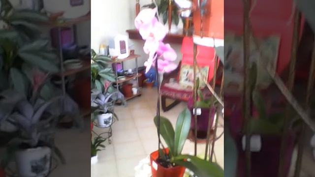 цветы из рая