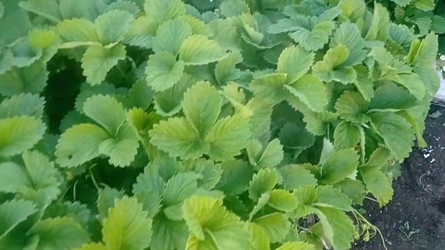 КЛУБНИКА ЗАВАЛИТ УРОЖАЕМ!#клубника#клубникауход#клубникауходвесной#клубникавесной#сад смотреть онлайн