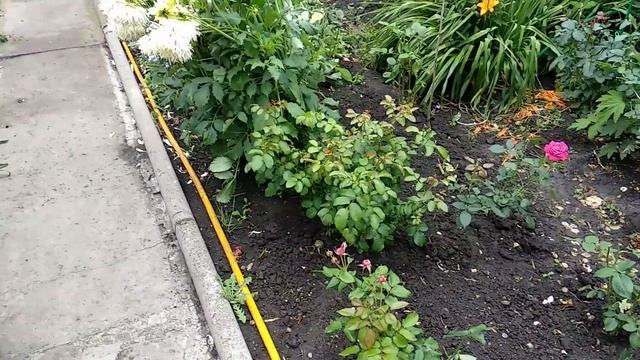 Розы. Конец июля, а им нужен азот. Монофосфат- лучшее для роз в конце лета. смотреть онлайн