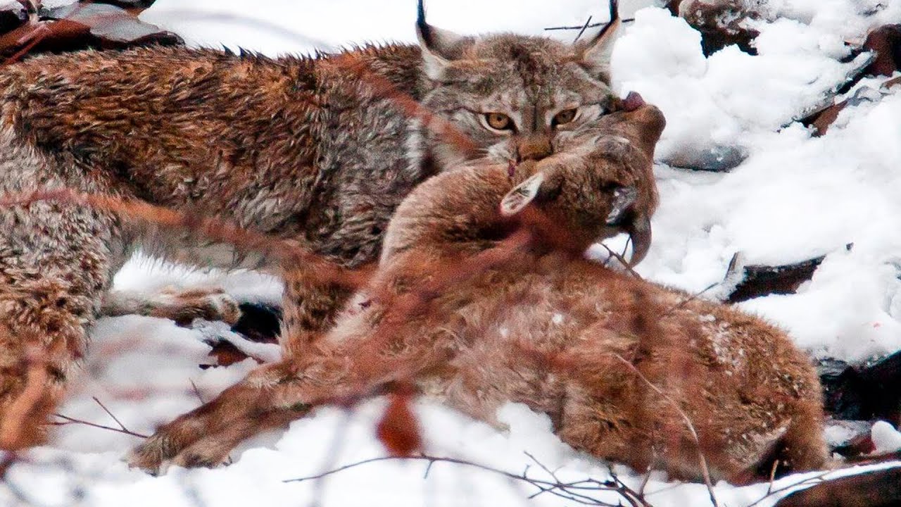 ОБЫКНОВЕННАЯ РЫСЬ (ЕВРАЗИЙСКАЯ) - осторожный идеальный хищник! Интересные факты о евразийской рыси! смотреть онлайн
