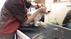 Тримминг, груминг жесткошерстного джек-рассел-терьера. Видео #1. Зоосалон у Мишки. Уроки груминга.